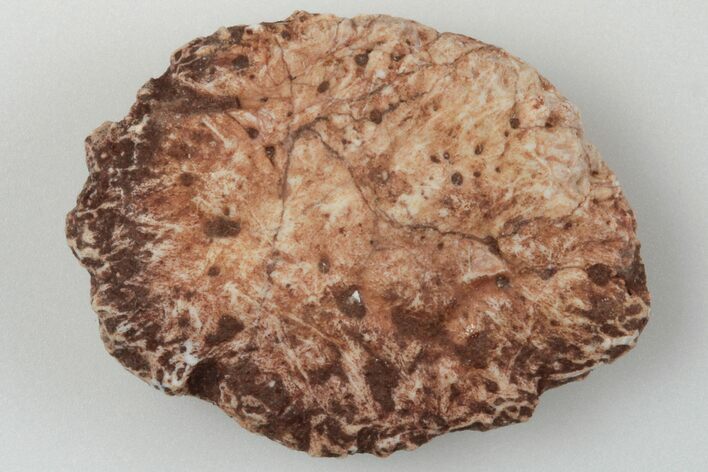 Fossil Phytosaur Scute - New Mexico #192708